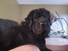 Sharpei stud service - Photo 4