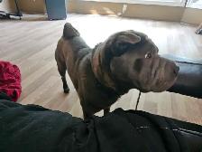Sharpei stud service - Photo 6