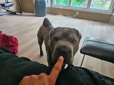 Sharpei stud service - Photo 7