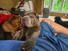 Sharpei stud service - Photo 8