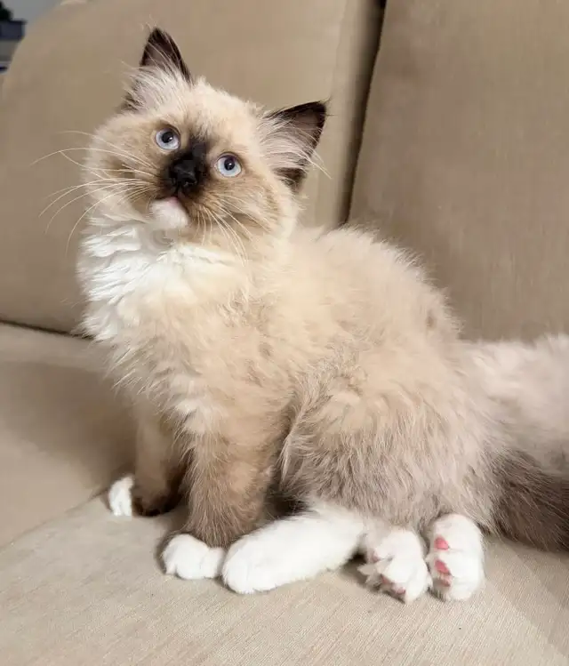 Purebred ragdoll kittens