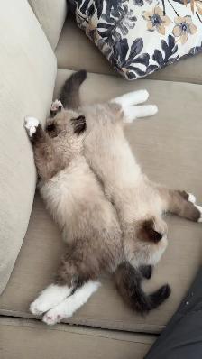 Purebred ragdoll kittens - Photo 5