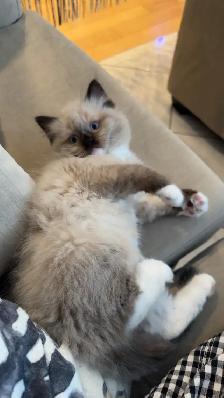 Purebred ragdoll kittens - Photo 6