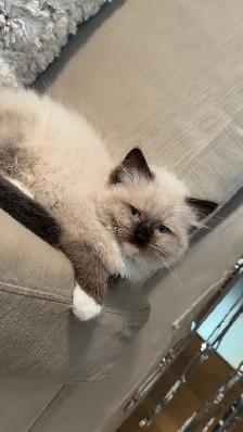 Purebred ragdoll kittens - Photo 7
