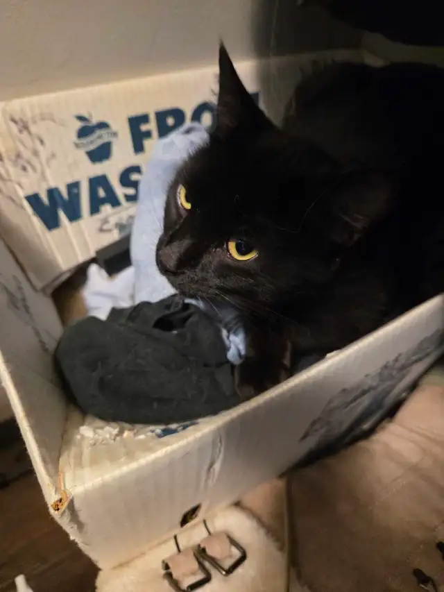 1 yr. old  black female cat