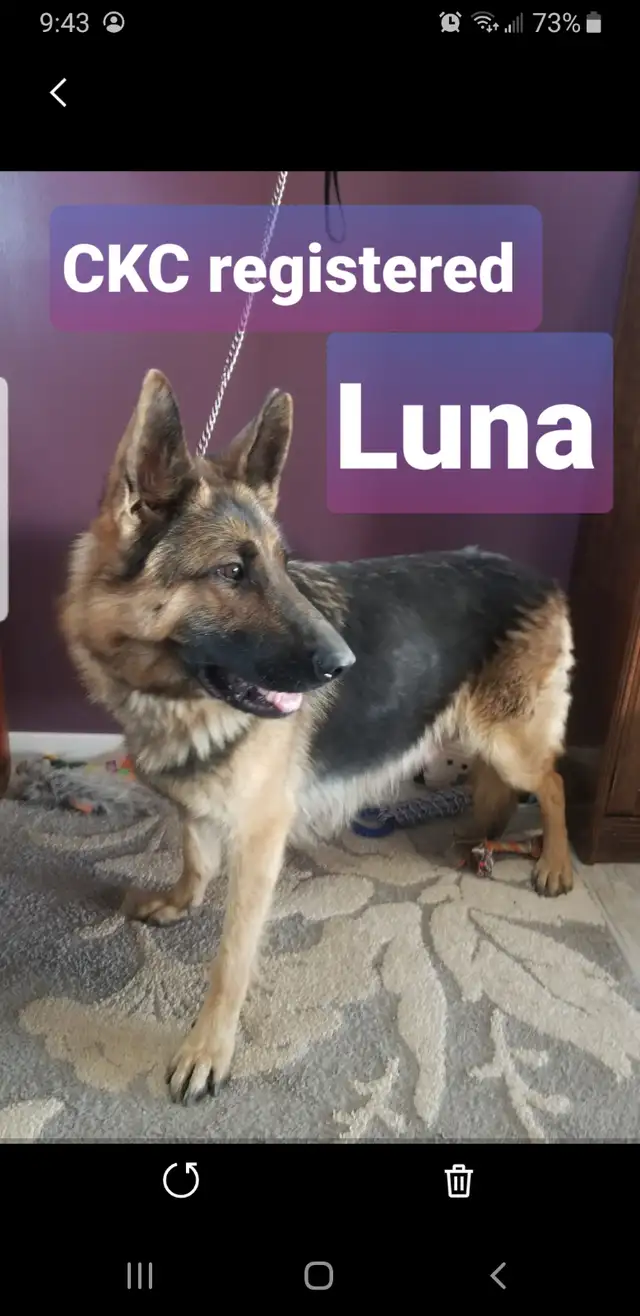 CKC REGISTERED German Shepherd female
