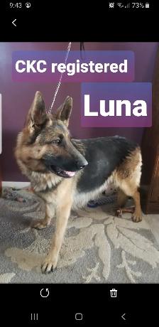 CKC REGISTERED German Shepherd female