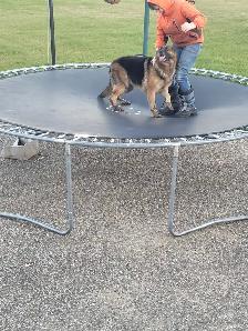 CKC REGISTERED German Shepherd female - Photo 2
