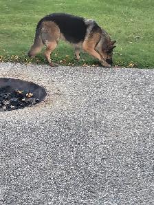 CKC REGISTERED German Shepherd female - Photo 3