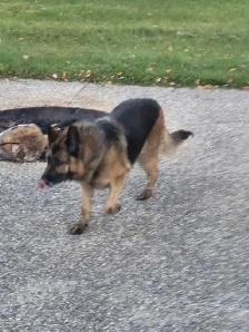 CKC REGISTERED German Shepherd female - Photo 4