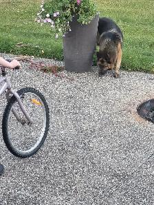 CKC REGISTERED German Shepherd female - Photo 5