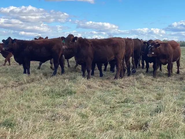bred heifers for sale