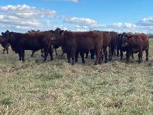 bred heifers for sale