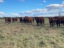 bred heifers for sale - Photo 2