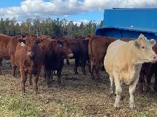 bred heifers for sale - Photo 3