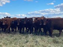 bred heifers for sale - Photo 4