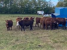 bred heifers for sale - Photo 5