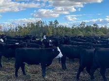 bred heifers for sale - Photo 6