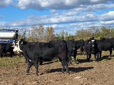 bred heifers for sale - Photo 7