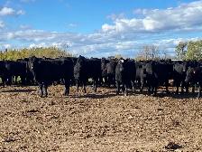 bred heifers for sale - Photo 8