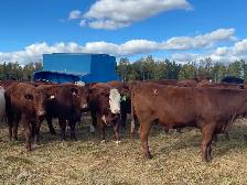 bred heifers for sale - Photo 9