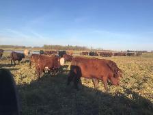 bred heifers for sale - Photo 10