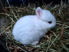 Lapin polonais