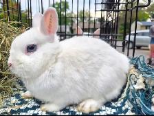 Lapin polonais - Photo 2