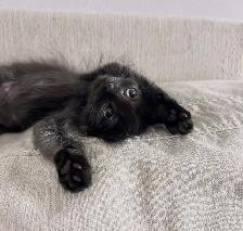 Vaccinated Hypoallergenic Siberian x Russian Blue Kittens - Photo 4