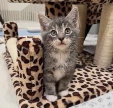 Vaccinated Hypoallergenic Siberian x Russian Blue Kittens - Photo 6