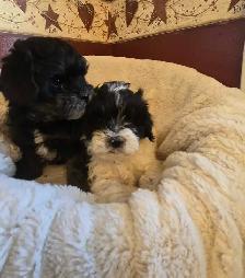 Shih tzu/ Bichon Poodle puppies