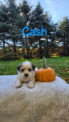 Shih tzu/ Bichon Poodle puppies - Photo 2