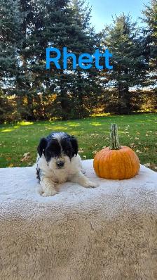 Shih tzu/ Bichon Poodle puppies - Photo 3