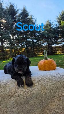 Shih tzu/ Bichon Poodle puppies - Photo 4