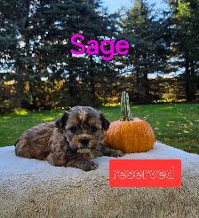 Shih tzu/ Bichon Poodle puppies - Photo 5