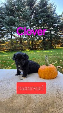 Shih tzu/ Bichon Poodle puppies - Photo 6