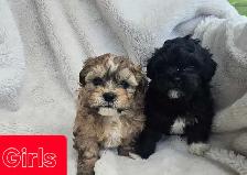 Shih tzu/ Bichon Poodle puppies - Photo 7