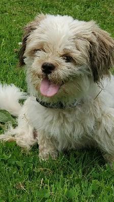 Shih tzu/ Bichon Poodle puppies - Photo 8