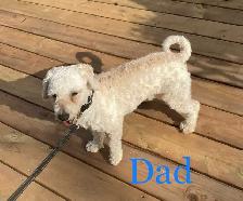 Shih tzu/ Bichon Poodle puppies - Photo 9