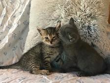 Cute Kittens