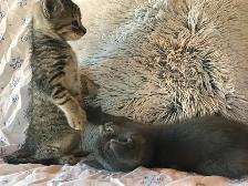Cute Kittens - Photo 2