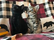 Cute Kittens - Photo 3