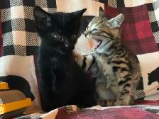 Cute Kittens - Photo 4