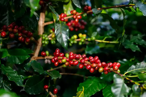 Tanzania Peaberry coffee beans