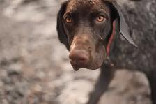 1 Year Old GSP