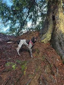 1 Year Old GSP - Photo 2