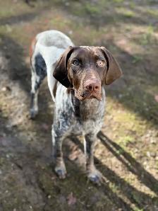 1 Year Old GSP - Photo 3