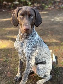 1 Year Old GSP - Photo 4