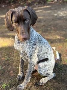 1 Year Old GSP - Photo 5
