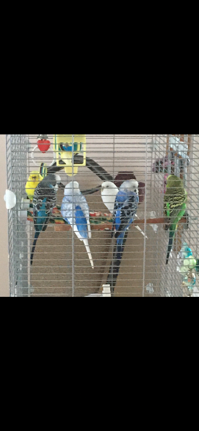 I’m looking for an older Budgie